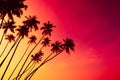 Coconut palm trees silhouettes on tropical beach with colorful sunset sky Royalty Free Stock Photo