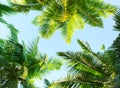 Coconut palm trees on sky background.   Low Angle View Royalty Free Stock Photo