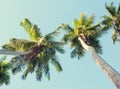 Coconut palm trees on sky background. Low Angle View. Toned image Royalty Free Stock Photo