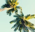 Coconut palm trees on sky background. Low Angle View. Toned image Royalty Free Stock Photo