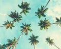 Coconut palm trees on sky background. Toned image. Low Angle View Royalty Free Stock Photo