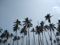 Coconut palm trees and sky, Kerala coastline, Thiruvananthapuram, seascape view Royalty Free Stock Photo