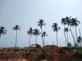 Coconut palm trees and sky, Kerala coastline, Thiruvananthapuram, seascape view Royalty Free Stock Photo