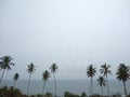 Coconut palm trees and sky, seascape view Royalty Free Stock Photo