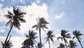 Coconut Palm Trees Summer Sunny Sky