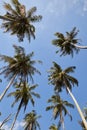 Coconut Palm Trees Summer Sunny Sky