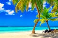 Coconut palm trees with sunloungers on the caribbean tropical beach. Saona Island, Dominican Republic. Vacation travel background