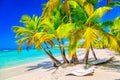 Coconut palm trees with sunloungers on the caribbean tropical beach. Saona Island, Dominican Republic. Vacation travel background