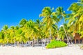 Coconut palm trees with sunloungers on the caribbean tropical beach. Saona Island, Dominican Republic. Vacation travel background