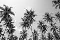 Coconut palm trees sunny day in black and white - Tropical summer breeze holiday