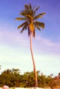 Coconut palm trees at sunset, color tone applied