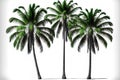 Coconut palm trees, three of them, isolated on a white backdrop Royalty Free Stock Photo