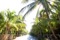 Coconut palm trees track road tropical Royalty Free Stock Photo