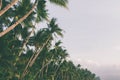 Coconut palm trees tropical background, vintage Royalty Free Stock Photo