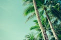 Coconut palm trees tropical background, vintage Royalty Free Stock Photo