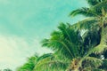 Coconut palm trees tropical background, vintage Royalty Free Stock Photo