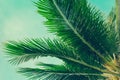 Coconut palm trees tropical background, vintage Royalty Free Stock Photo