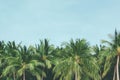 Coconut palm trees tropical background, vintage Royalty Free Stock Photo