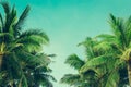 Coconut palm trees tropical background, vintage Royalty Free Stock Photo