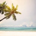 Coconut palm trees at tropical beach coast in summer, Royalty Free Stock Photo