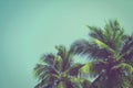 Coconut palm trees at tropical beach vintage filter