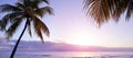 Coconut palm trees at tropical coast of Mauritius island at sunset. Royalty Free Stock Photo