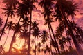 Coconut palm trees on the tropical island beach at vivid sunset Royalty Free Stock Photo
