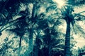 Coconut palm trees in tropical Niue sun flare through fronds