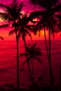 Coconut palm trees on tropical ocean beach after colorful sunset Royalty Free Stock Photo