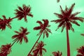 Coconut palm trees - Tropical summer breeze holiday, Color fun t Royalty Free Stock Photo