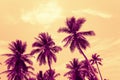 Coconut palm trees - Tropical summer breeze holiday, Color fun t Royalty Free Stock Photo