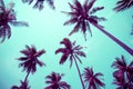 Coconut palm trees - Tropical summer breeze holiday, Color fun t Royalty Free Stock Photo