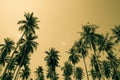 Coconut palm trees - Tropical summer breeze holiday, Color tone Royalty Free Stock Photo