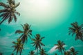 Coconut palm trees - Tropical summer breeze holiday, Color tone Royalty Free Stock Photo