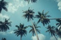 Coconut palm trees - Tropical summer breeze holiday, Retro tone