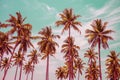 Coconut palm trees - Tropical summer breeze holiday, Vintage ton Royalty Free Stock Photo