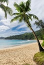 Coconut palm trees and turquoise ocean in Seychelles beach