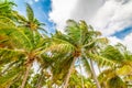 Coconut palm trees under a cloudy sky in Guadeloupe Royalty Free Stock Photo
