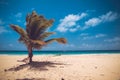 Coconut Palm trees on white sandy. Royalty Free Stock Photo