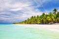 Coconut Palm trees on white sandy beach