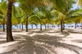 Coconut palm trees on white sandy beach near South China Sea on island of Phu Quoc, Vietnam. Travel and nature concept Royalty Free Stock Photo