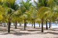 Coconut palm trees on white sandy beach near South China Sea on island of Phu Quoc, Vietnam. Travel and nature concept Royalty Free Stock Photo
