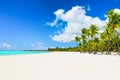 Coconut Palm trees on white sandy beach in Dominican Republic Royalty Free Stock Photo