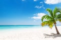 Coconut Palm trees on white sandy beach in Punta Cana, Dominican Royalty Free Stock Photo
