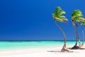 Coconut Palm trees on white sandy beach in Punta Cana, Dominican Royalty Free Stock Photo