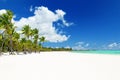 Coconut Palm trees on white sandy beach in Punta Cana, Dominican Royalty Free Stock Photo