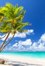 Coconut Palm trees on white sandy beach in Punta Cana, Dominican Republic Royalty Free Stock Photo