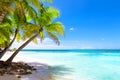 Coconut Palm trees on white sandy beach in Punta Cana, Dominican Republic Royalty Free Stock Photo