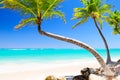 Coconut Palm trees on white sandy beach in Punta Cana, Dominican Republic Royalty Free Stock Photo