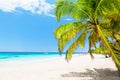 Coconut Palm trees on white sandy beach in Punta Cana, Dominican Royalty Free Stock Photo